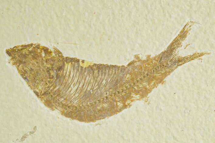 Detailed Fossil Fish (Knightia) - Wyoming #363786